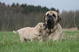 MASTIFF 160